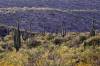 24_Desert_Garden.jpg