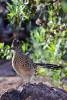 2_Roadrunner.jpg