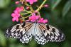 3_Butterfly_Wonderland.jpg