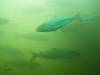 49_Fish_in_viewing_window.JPG