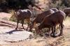 4_Bighorn_Sheep.jpg