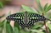 4_Butterfly_Wonderland.jpg