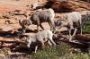 5_Bighorn_Sheep.jpg