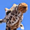 5_Giraffe_.jpg
