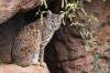 5_Sonoran_Desert_Museum.jpg