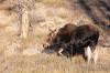 8_Moose_Calf.jpg