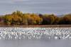 8_Snow_Geese.jpg
