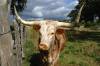 9_Longhorn.JPG