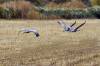 9_Sandhill_Cranes.jpg