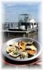 Apalachicola_Bay_Oysters.jpg