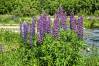 Arrowtown_10.jpg