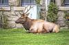 BUCK_2857.jpg