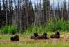Bison-Muncho_Lake.jpg