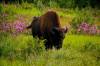 Canadian_Bison.jpg