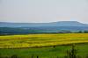 Canola_Fields_Dawson_Creek.jpg