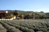 Ceago_Vinegarden_in_Nice.jpg
