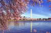 Cherry_Blossoms-1.jpg