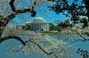 Cherry_Blossoms-18.jpg