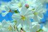 Cherry_Blossoms-2.jpg
