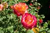 Christchurch_13.jpg