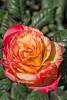 Christchurch_4.jpg