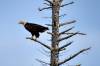 Eagle_2.jpg