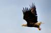 Eagle_3.jpg