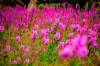 Fireweed-1.jpg
