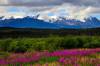 Fireweed-71.jpg