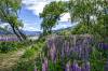 Glenorchy10.jpg