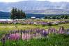 Lake_Tekapo_6.jpg
