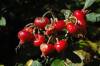 Pemaquid_Lt_rosehips.jpg
