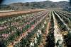 Phoenix_Flower_Farms_1977.jpg