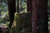 Redwoods.jpg