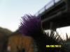 SAM_0523.JPG