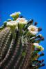 Saguaro_Blossoms.jpg