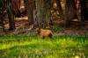 Yosemite_Bear.jpg