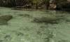 crystal_river_2_.jpg