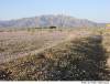 dv-wildflowers-01.jpg