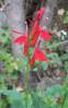 image1036.jpg