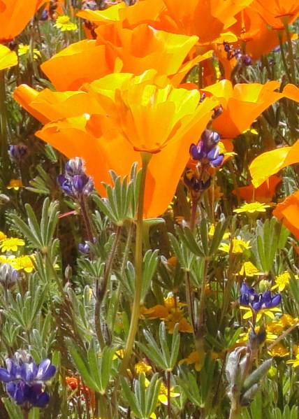 Yosemite photos - Spring 2010