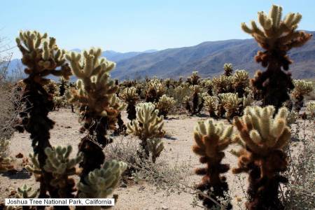 Joshua Tree National Park, California