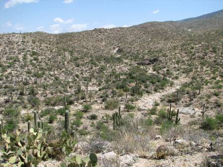 Saguaro National Park, Arizona