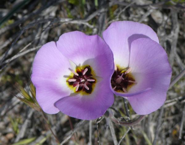 Mariposa Lillies