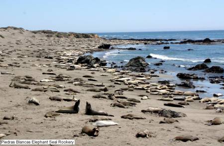 Piedras Blancas Eelephant Seal Rookery, California