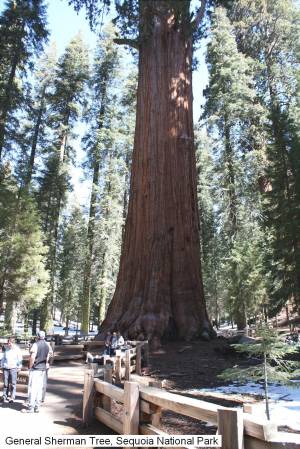 Sequoia National Park, California