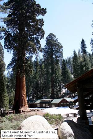 Sequoia National Park, California