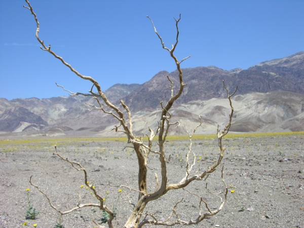 Desert Gold north of Badwater