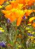 California_Poppy.jpg