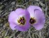 Mariposa-Lilly-Chicago-Valley-1.jpg